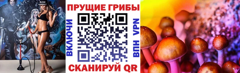 Галлюциногенные грибы Psilocybine cubensis Полесск